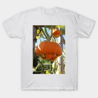 Turban Squash T-Shirt